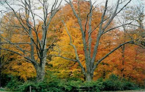 trees, fall 2003