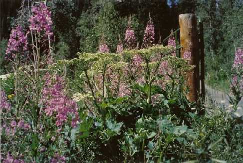 wildflowers